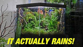 Rainforest in a Box : DRIPPING Terrarium