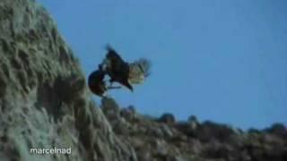 eagle-throws-goat-off-cliff.flv