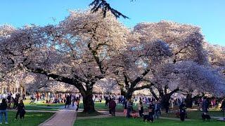 Cherry Blossom Season. April is a fun month to travel. Do you know a cherry blossom cake recipe?