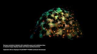 Life Science Research Imaging