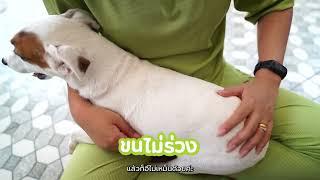 Review Pawdy - คุณต่าย เจ้าของฟาร์มแจ็ครัสเซล ให้น้องๆกิน Pawdy