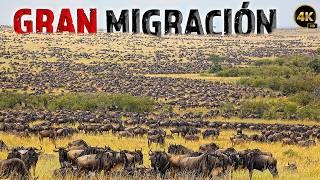 LA GRAN MIGRACIÓN: La Vida Silvestre en África - Documentales Completos en Español