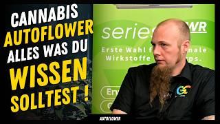 Cannabis Autoflower  : Alles was du wissen solltest bevor du eine Automatic anbaust . Für Einsteiger