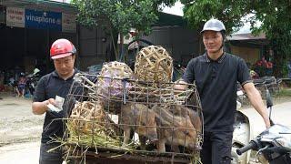 Transporting pigs to market with a newly bought old motorbike, my dream for many years .