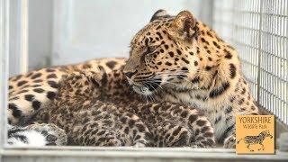 Leopards In Captivity - Short Wildlife Documentary