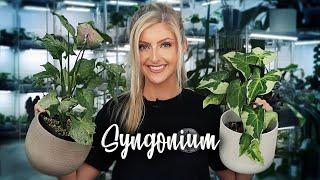 10 Colourful Syngonium | UNDER $100!