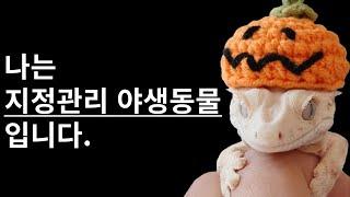 화이트리스트 그 "어리석음"에 대하여