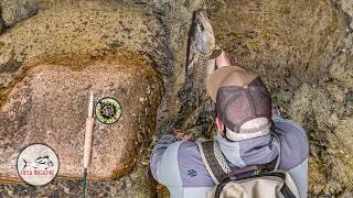 Fly Fishing New Zealand’s Nelson Province - South Island Brown Trout Fishing