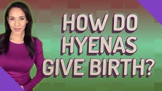 How do Hyenas give birth?