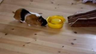 The guineapig Laban and the foodbowl