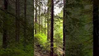 Wildwood Trail in #portland  #redwoods #hiking