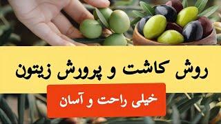 روش کاشت و پرورش زيتون | شرایط محیطی مناسب برای درخت زیتون