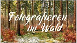 Fotografieren im Wald ( Sachsenwald )