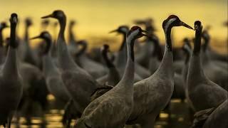 La France Sauvage : un voyage à travers les merveilles de la nature