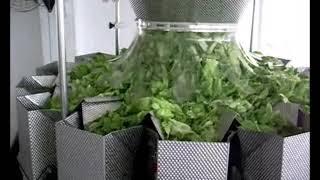 SALAD WEIGHING AND PACKAGING MACHINE FOR SALAD