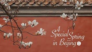 A special spring in Beijing｜Ep. 1: Flowers along Chang'an Avenue