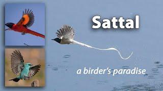 Sattal bird watching in summer, a birder's paradise