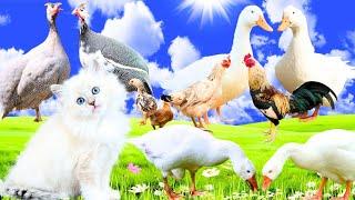 Goat,Sheep,Duck,Goose,Hens,Parrot, Partridge,Rooster,Guineafowl,Bunnies, TurkeyHens #farmanimals