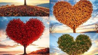 Colorful heart shape tree#beautifulnature #naturalflowers