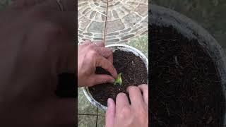 How to grow roses with calyx