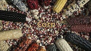 Pueblo Voices: Corn