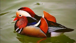 | Mandarin Duck || Mandarin Duck Sound | Colorful Duck HD Video || Mandarin Duck Swimming  |