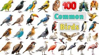 Birds Vocabulary ll 100 Common Birds Name In English With Pictures ll List of Common Birds Pictures