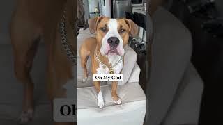 My Dog Speaks Perfect English Pt3  #talkingdog #tiktok