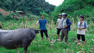 Selling Goats and Buffaloes to Buy a New House in the Village | Family Farm