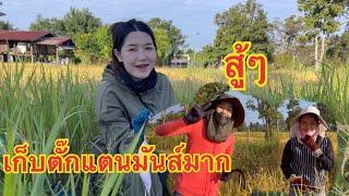 พี่สาวมาแต่ไทยเกี่ยวข้าวช่วย เก็บตั๊กแตนไปด้วย1 พฤศจิกายน 2567