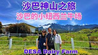 沙巴神山之旅 小纽西兰牛场 Desa Dairy Farm Kundasang Trip  #沙巴 #沙巴神山 #昆达山 #Sabah #kundasang #desadairyfarm #沙巴旅游