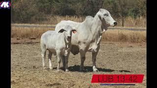 Derrin Brahman Auction