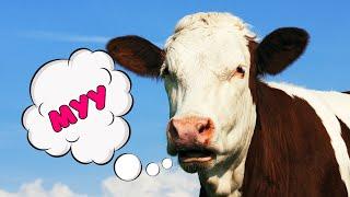 Funny cow dances and sings - Cow moo for kids