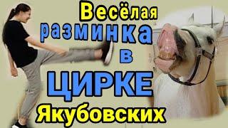 Весёлая комедия о цирковой жизни /A funny comedy about the circus life of people and animals /