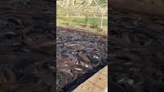 Large scale catfish farming