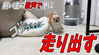 【犬 走る】子犬チワワが飼い主の歌に興奮して走り出す。その理由は誰もわからない