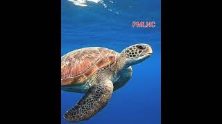 Turtle Do You Know - PMLNC  @PMLoveNatureClasses