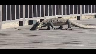 Ambush ,Biten And Swallow it alive  that is Komodo Dragon  Strategi