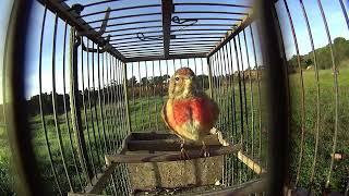 RED-BREASTED LINNET SINGING  (Good Sound Quality)