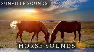 Horse Sounds | Animal Sounds with Peter Baeten