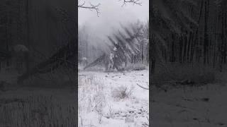 Timber