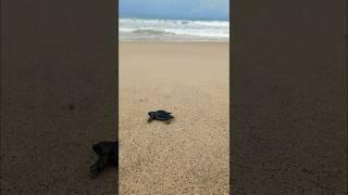 Baby Turtles   First Steps #mexico #beach