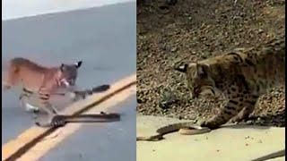 Bobcat vs. Rattlesnake