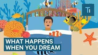 What Happens To Your Brain When You Dream