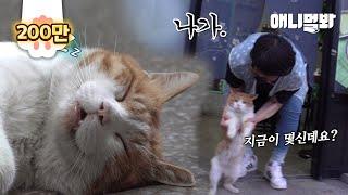 매일 동네 국수집에 자러가는 고양이ㅋㅋㅋ뒤를 밟아봤더니ㅣCat Sleeps During The Day… Followed Him To See What He Does At Night!