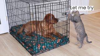 Cat Tries To Secretly Let The Dog Out