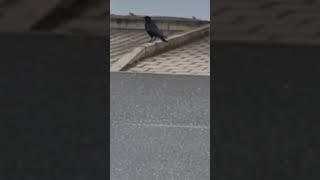#igor #the #crow #shorts #viralvideo #video #birds #bird #krähe #krähenfüße #nature #tiere #wow #on