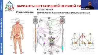 ВИСЦЕРАЛЬНАЯ ТЕРАПИЯ органов брюшной полости