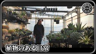 【アガベ/アロエなど】日常の植物観察【Agave】【Aloe】【多肉植物】