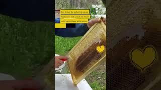 Beekeepers will scratch old frames to naturally stimulate their hives! #onequeen 